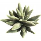 UK Only Mini Artificial Succulents Plant Home Decore #3