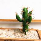 UK Only Simulation Foam Succulent Cactus Plants Home Decore #6