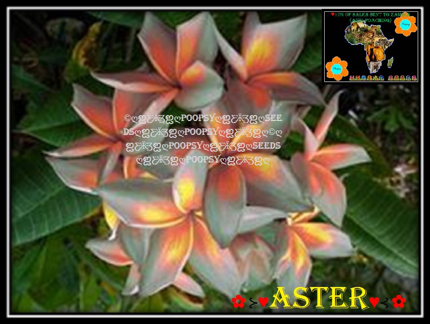 20 seed Aster or mix PLUMERIA FRANGIPANI P2 with tracking