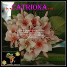 20 seed Catriona or mix PLUMERIA FRANGIPANI P2 with tracking