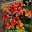 20 seed Chrysanthemum or mix PLUMERIA FRANGIPANI P2 with tracking