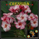20 seed Cressida or mix PLUMERIA FRANGIPANI P2 with tracking