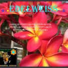 20 seed Edelweiss or mix PLUMERIA FRANGIPANI P2 with tracking