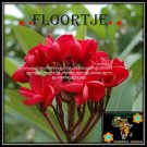 20 seed Floortje or mix PLUMERIA FRANGIPANI P2 with tracking