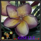 20 seed Giselle or mix PLUMERIA FRANGIPANI P2 with tracking