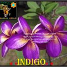 20 seed Indigo or mix PLUMERIA FRANGIPANI P2 with tracking