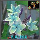 20 seed Kalina or mix PLUMERIA FRANGIPANI P2 with tracking