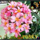 20 seed Posey or mix PLUMERIA FRANGIPANI P2 with tracking