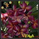 20 seed Viola or mix PLUMERIA FRANGIPANI P2 with tracking