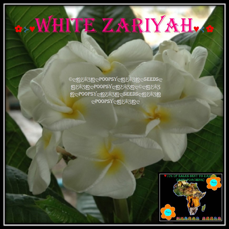 12 seed White Zariyah or mix PLUMERIA FRANGIPANI P2 with tracking