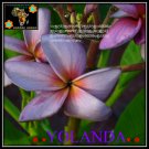 20 seed Yolanda or mix PLUMERIA FRANGIPANI P2 with tracking