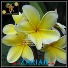 20 seed Zariah or mix PLUMERIA FRANGIPANI P2 with tracking