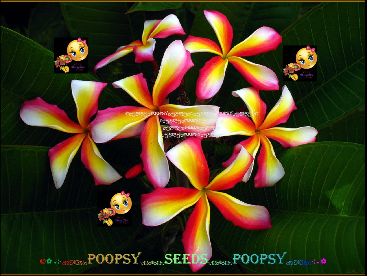 20 seed Candy Stripe or mix PLUMERIA FRANGIPANI P3 with tracking