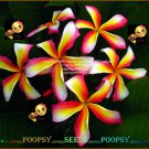 20 seed Candy Stripe or mix PLUMERIA FRANGIPANI P3 with tracking