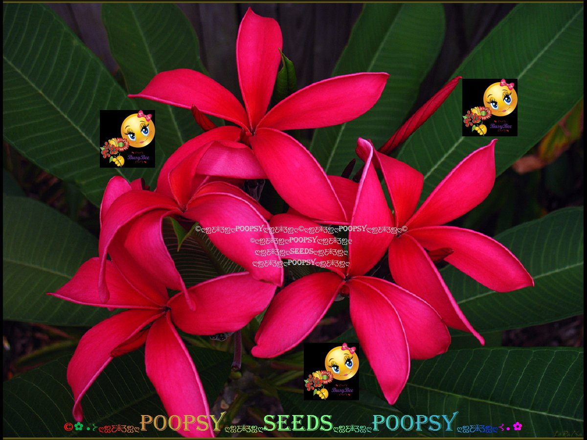 20 seed Five Star or mix PLUMERIA FRANGIPANI P3 with tracking