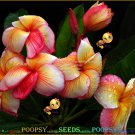 20 seed Gold Butterfly or mix PLUMERIA FRANGIPANI P3 with tracking