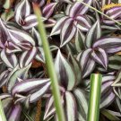 Organic Wandering Long Jew Cuttings Tradescantia Zebrina 5 pcs