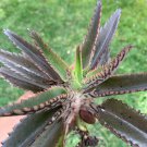 Mother Of Thousands Succulent 1 Plant Rooted 5” Tall NO POT