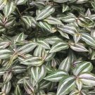 Mini Tradescantia Zebrina Plant. 6 Cuttings 6+"