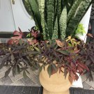 Snake Plant Mother-In-Law Sanseveria Live 6+”