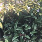 Cyanotis Obtusa Setcreasea Tradescantia Pallida Tampicana 2 Cuts