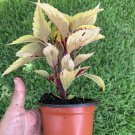 COLEUS LIVE PLANT~ 4 INCHES TALL Pot 3” Rooted