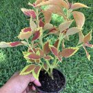 #3 COLEUS LIVE PLANT~ 4 INCHES TALL Pot 3” Rooted