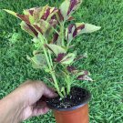 #4 COLEUS LIVE PLANT~ 4 INCHES TALL Pot 3” Rooted