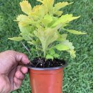 #5 COLEUS LIVE PLANT~ 4 INCHES TALL Pot 3” Rooted