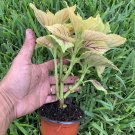 #6 COLEUS LIVE PLANT~ 4 INCHES TALL Pot 3” Rooted