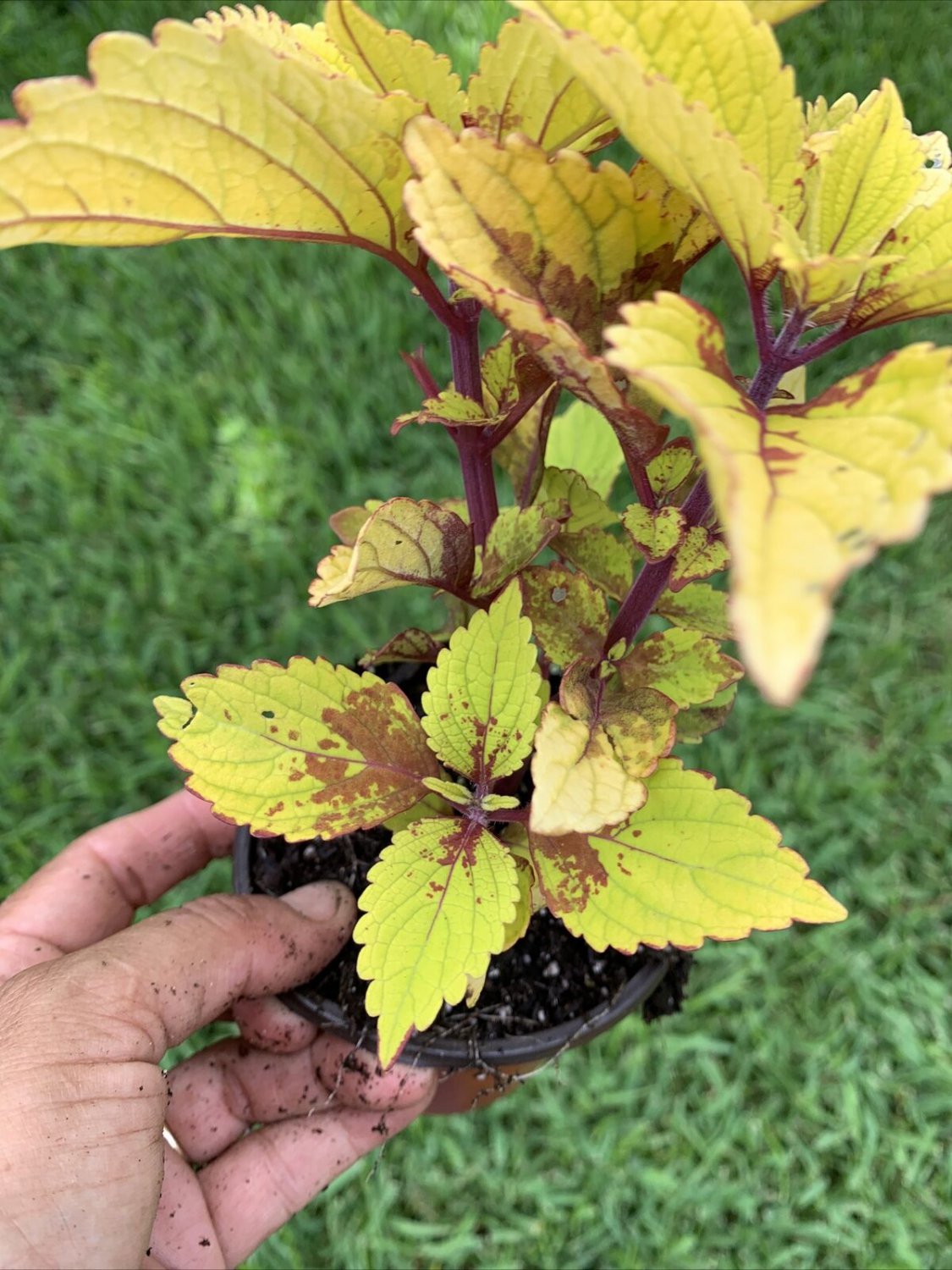#7 COLEUS LIVE PLANT~ 4 INCHES TALL Pot 3â�� Rooted