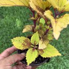 #7 COLEUS LIVE PLANT~ 4 INCHES TALL Pot 3” Rooted