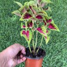 #8 COLEUS LIVE PLANT~ 4 INCHES TALL Pot 3” Rooted