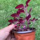 #9 COLEUS LIVE PLANT~ 4 INCHES TALL Pot 3” Rooted