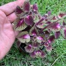 #10 COLEUS LIVE PLANT~ 4 INCHES TALL Pot 3” Rooted