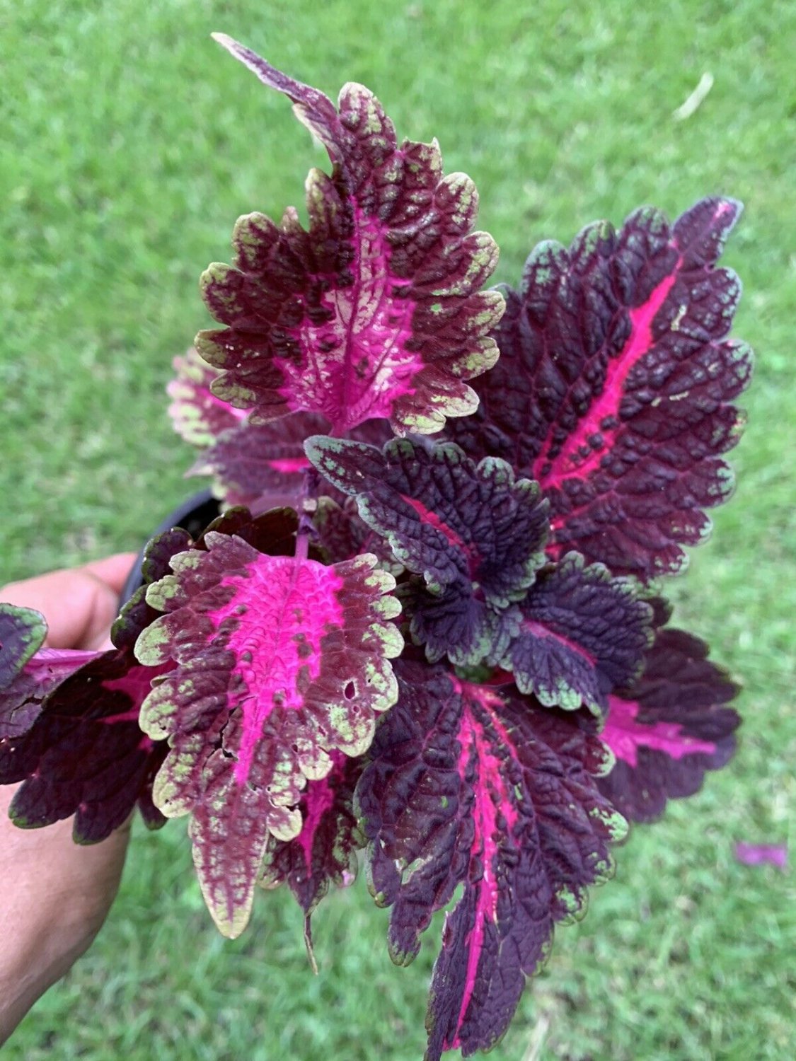 #11 COLEUS LIVE PLANT~ 4 INCHES TALL Pot 3â�� Rooted