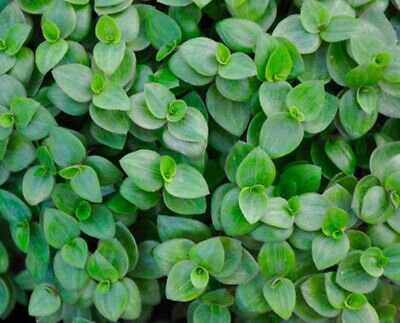 Promo Code Dwarf Bolivian Wandering Jew 30 cutting