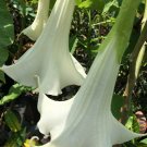 Angel Trumpet Big White Bloom SMALL PLANT