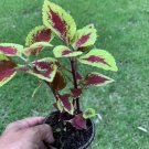 #13 COLEUS LIVE PLANT~ 4 INCHES TALL Pot 3” Rooted