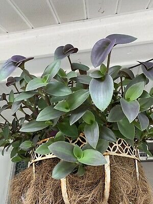 3 Cuttings Wandering Jew Purple Green