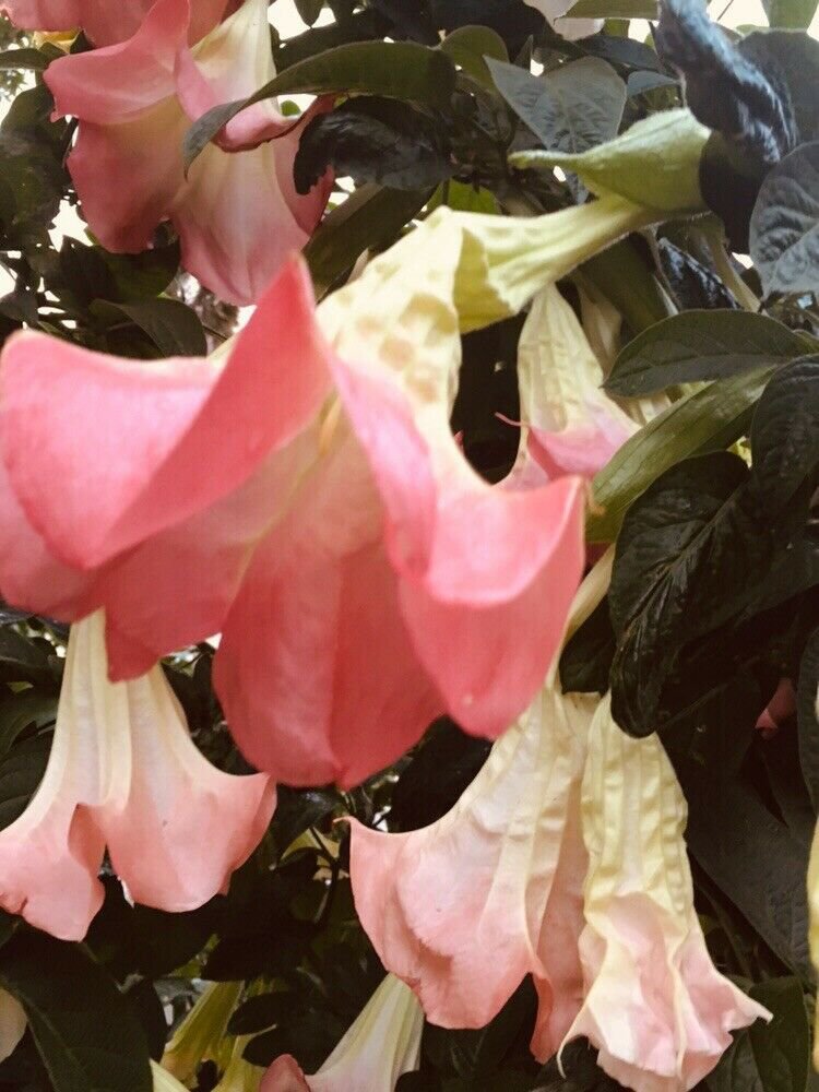 Big Pink White Bloom Angel Trumpet Big Bloom SMALL PLANT