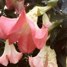 Big Pink White Bloom Angel Trumpet Big Bloom SMALL PLANT