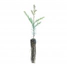1 pcs Best Sale Limited Coast Redwood | Small Tree Seedling