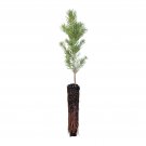 1 pcs Best Sale Limited Colorado Blue Spruce | Small Tree Seedling