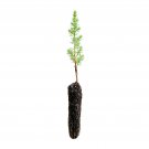 1 pcs Best Sale Limited Monterey Cypress  | Small Tree Seedling