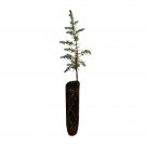 1 pcs Best Sale Limited Tecate Cypress | Small Tree Seedling