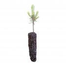 1 pcs Best Sale Limited Balsam Fir | Small Tree Seedling