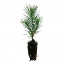 1 pcs Best Sale Limited Ponderosa Pine | Small Tree Seedling