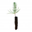 1 pcs Best Sale Limited Italian Stone Pine | Small Tree Seedling