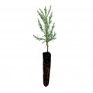 1 pcs Best Sale Limited Italian Mugo Pine | Small Tree Seedling